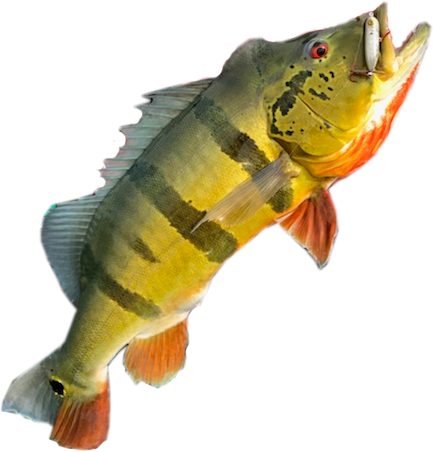 Giant Peacock Bass